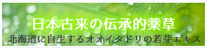 北海道に自生するオオイタドリの若芽エキス　日本緒kらいの伝承的薬草　オオイタドリパワー